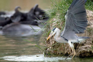 Hogyan volt a heron és a kígyó a halak elleni küzdelemben. Fénykép.